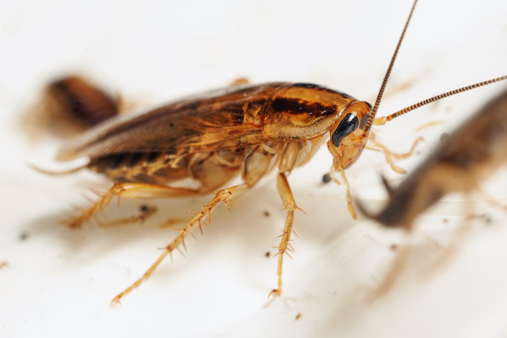 Problemas de las cucarachas Cucaracha en Barcelona