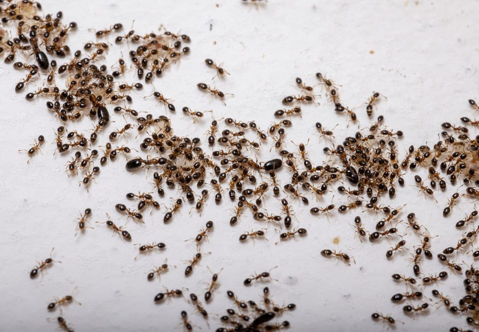 Plaga de hormigas
